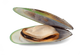 Žalialūpės midijos