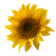 Vitaminas E